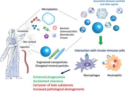 Editorial: Exploring impacts of combined exposures to particles and chemicals on immune reactions across living organisms